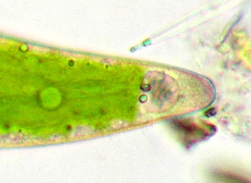 Closterium submoniliferum